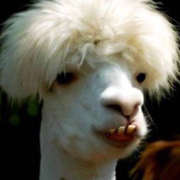 Meet your Posher, Patricia - Picture 1 of 1